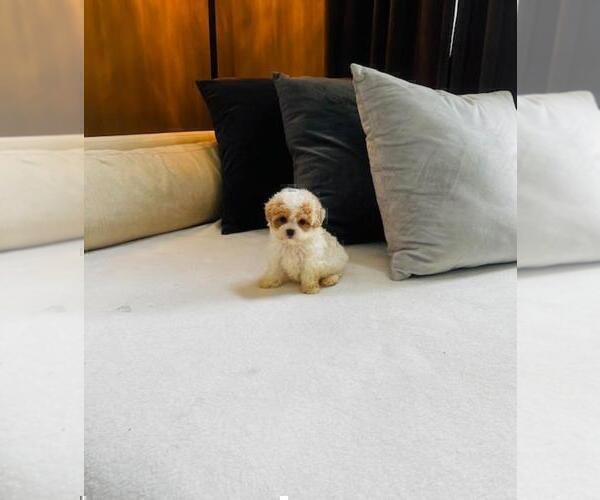 Medium Photo #11 Morkie Puppy For Sale in WINTER PARK, FL, USA