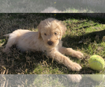 Small Photo #15 Labradoodle Puppy For Sale in JARRELL, TX, USA