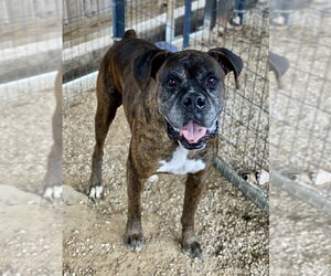Boxer Dogs for adoption in Austin, TX, USA