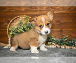 Small #2 Pembroke Welsh Corgi