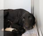 Small #1 Labrador Retriever Mix