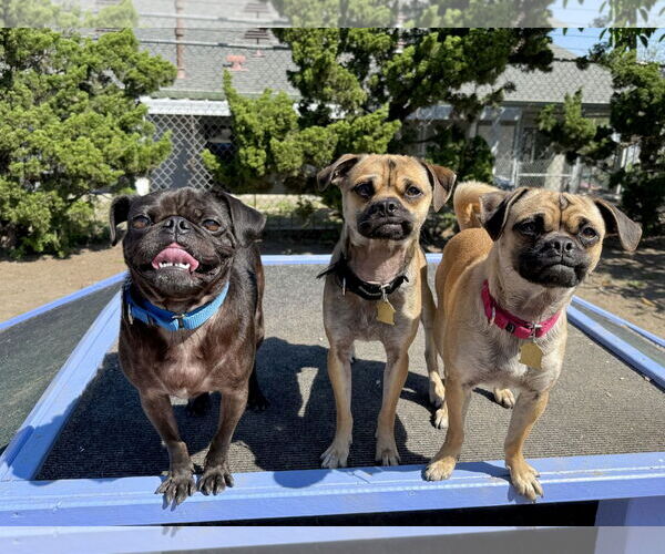 Medium Photo #2 Pug Puppy For Sale in Seal Beach, CA, USA
