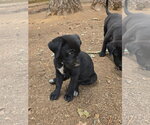 Small #2 Labrador Retriever Mix