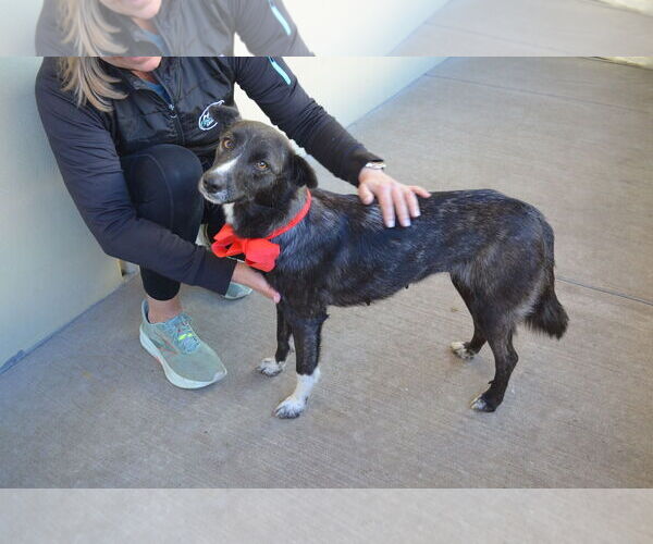 Medium Photo #2 Mutt Puppy For Sale in McKinney, TX, USA