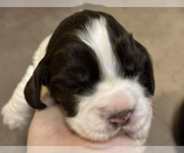 Medium Photo #3 English Springer Spaniel Puppy For Sale in LOOKOUT MOUNTAIN, TN, USA
