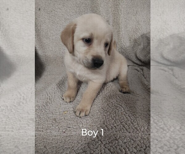 Medium Photo #1 Labrador Retriever Puppy For Sale in DODGEVILLE, WI, USA