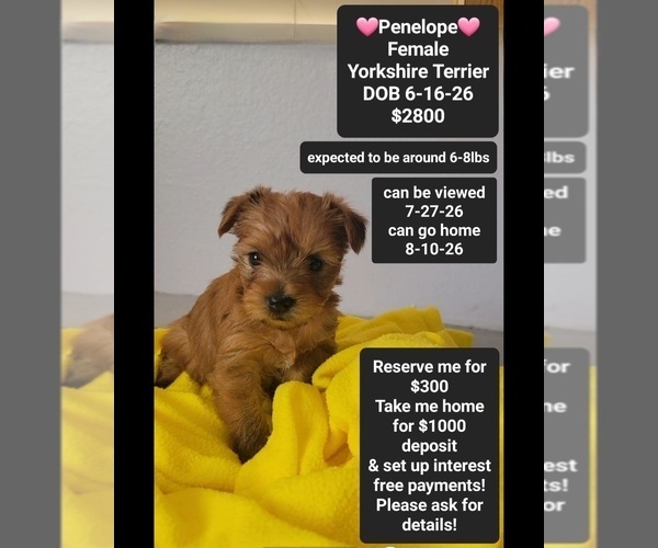Medium Photo #1 Yorkshire Terrier Puppy For Sale in TUCSON, AZ, USA