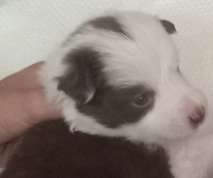 Border Collie Puppy for sale in ANDERSON, CA, USA