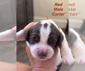 Medium English Springer Spaniel