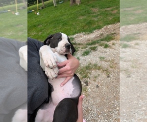 Great Dane Puppy for sale in WALNUT GROVE, MO, USA