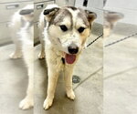 Small Siberian Husky Mix