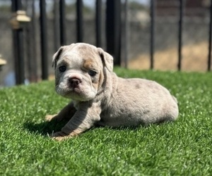 English Bulldog Puppy for sale in TUCSON, AZ, USA