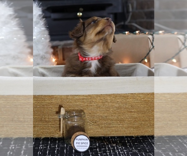 Medium Photo #3 Miniature American Shepherd Puppy For Sale in DAWSON, GA, USA