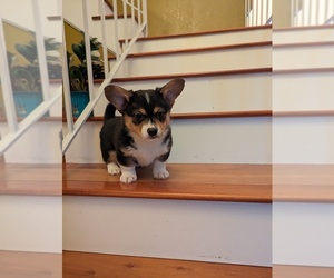 Pembroke Welsh Corgi Puppy for sale in PALMDALE, CA, USA