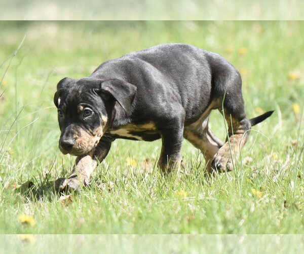 Medium Photo #3 Mutt Puppy For Sale in Mechanicsburg, PA, USA