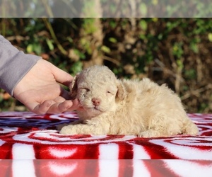 Poodle (Toy) Puppy for sale in DYERSBURG, TN, USA