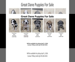 Great Dane Puppy for sale in JACKSONVILLE, FL, USA