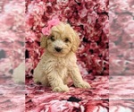 Small Photo #3 Cock-A-Poo Puppy For Sale in LINCOLN UNIV, PA, USA