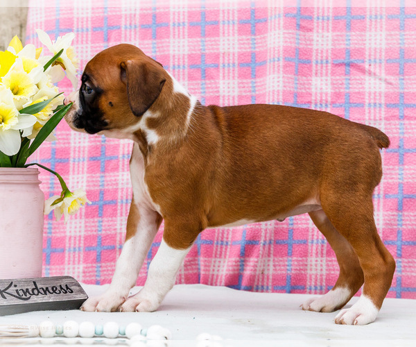 Medium Photo #29 Boxer Puppy For Sale in WAKARUSA, IN, USA