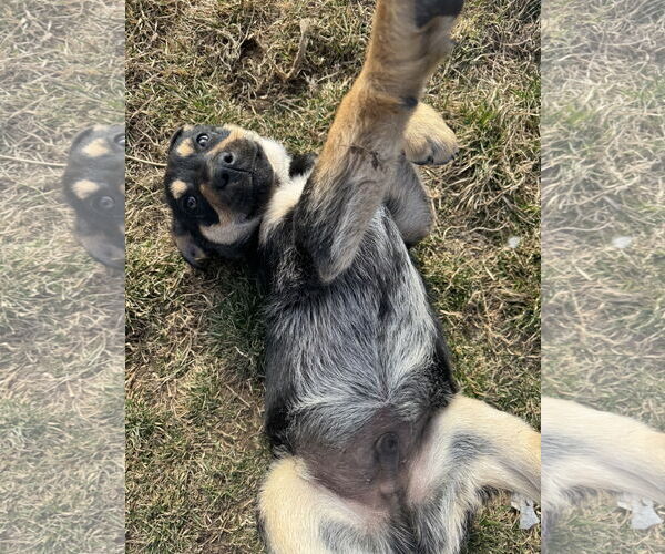 Medium Photo #3 Shepweiller Puppy For Sale in Sandy, UT, USA