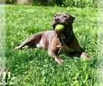 Small Photo #9 American Pit Bull Terrier Puppy For Sale in New York, NY, USA