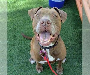 Mutt Dogs for adoption in Las Vegas, NV, USA