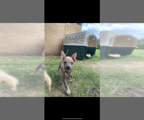 Medium Photo #3 Mutt Puppy For Sale in Plymouth, MN, USA