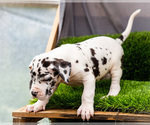 Small Photo #26 Great Dane Puppy For Sale in WAKARUSA, IN, USA