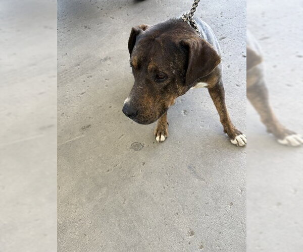 Medium Photo #1 Mastiff Puppy For Sale in Bakersfield, CA, USA