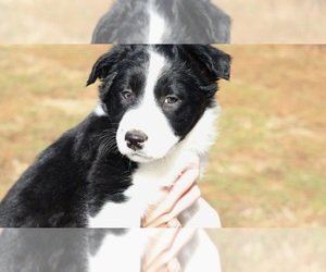 Border Collie Puppy for sale in HENDERSON, TN, USA