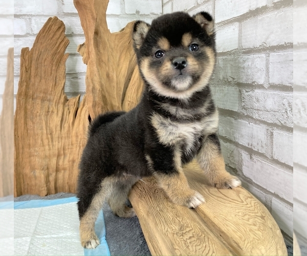 Medium Photo #4 Shiba Inu Puppy For Sale in HOUSTON, TX, USA
