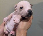 Small Miniature American Hairless Terrier