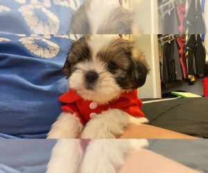 Shih Tzu Puppy for sale in NEWARK, NJ, USA