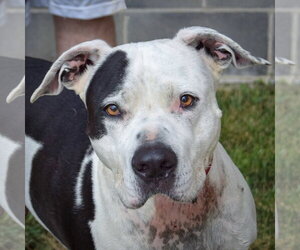 American Bulldog-American Staffordshire Terrier Mix Dogs for adoption in Huntley, IL, USA
