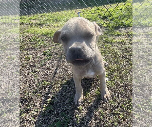 Medium Photo #2 Boxer-Unknown Mix Puppy For Sale in Tarrytown, GA, USA