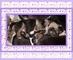 Small Photo #9 Pembroke Welsh Corgi Puppy For Sale in LOGAN, NM, USA