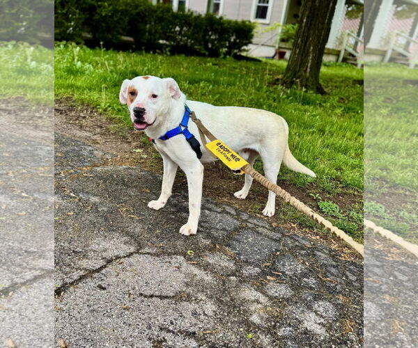 Medium Photo #8 Mutt Puppy For Sale in Germantown, OH, USA