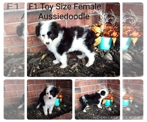 Aussiedoodle Miniature -Poodle (Toy) Mix Puppy for sale in CLAREMORE, OK, USA