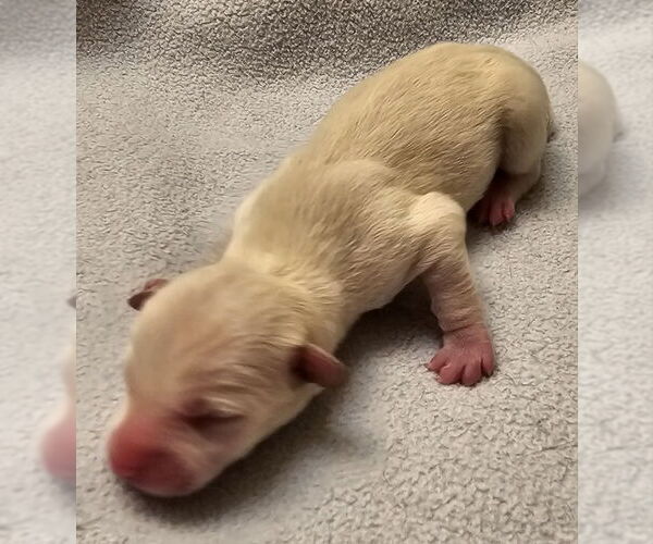 Medium Photo #4 Chiweenie Puppy For Sale in Olalla, WA, USA