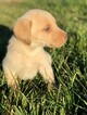 Small Photo #17 Labrador Retriever Puppy For Sale in EATONVILLE, WA, USA
