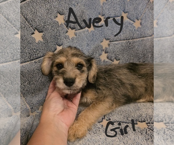 Medium Photo #3 Chizer Puppy For Sale in MONTEZUMA, GA, USA