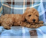 Small Photo #3 Cavachon-Poodle (Miniature) Mix Puppy For Sale in LANCASTER, PA, USA