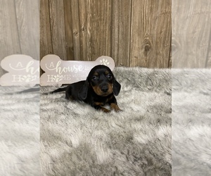 Dachshund Puppy for sale in MYRTLE, MO, USA