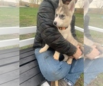 Small Photo #22 Siberian Husky Puppy For Sale in TRIMBLE, MO, USA