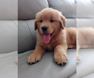 Golden Retriever Puppy for sale in SANTA ANA, CA, USA
