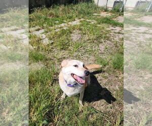 Mavis - Female Mutt Dog for Adoption - Photo #4