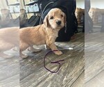 Puppy 2 Goldendoodle
