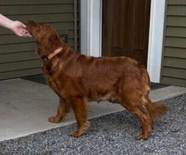 Medium Photo #1 Golden Retriever Puppy For Sale in WILLARD, WI, USA