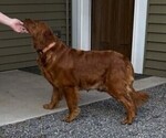 Small Photo #1 Golden Retriever Puppy For Sale in WILLARD, WI, USA
