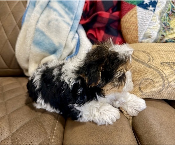 Medium Photo #15 Morkie Puppy For Sale in CASSVILLE, MO, USA